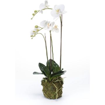 Emerald - Phaleanopsis - Met kluit - 70 cm - Wit