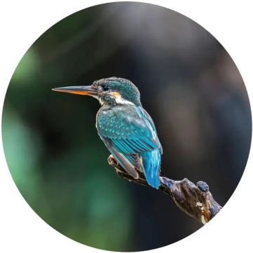 WallArt-Behangcirkel-The-Kingfisher-142,5-cm